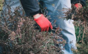 Heckenschnitt Hessen: Wann ist er erlaubt? | Melsungen